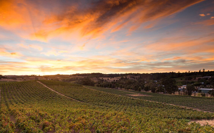 Sunset - Vineyard View